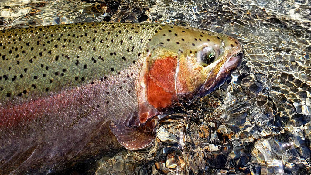 Uncover Insider Tips To Master The Art Of Trout Top Lining 