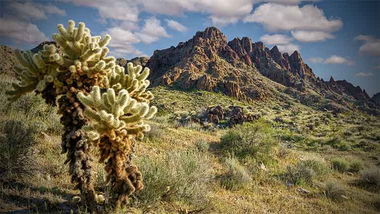 Silver Creek Arizona Fly Fishing