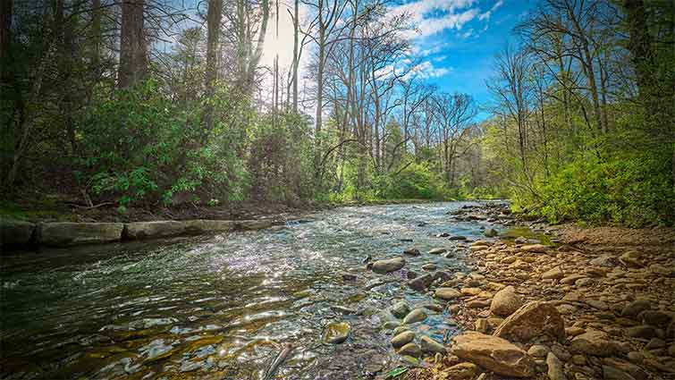 South Mills River North Carolina Fly Fishing