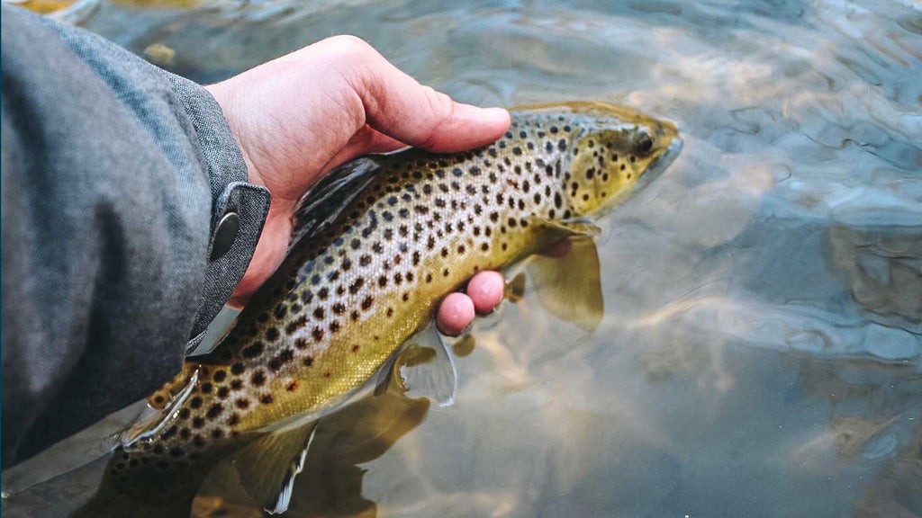 TOP 25 Places to Catch Large Trout Fly Fishing in America