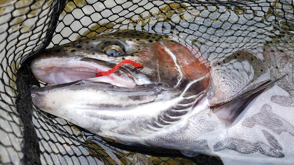 Steel-Head caught on San Juan Worm