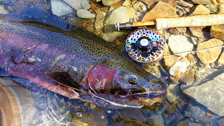How fly-fishing for steelhead trout was healing for my stepdaughter