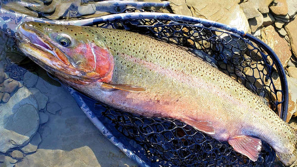 Large Male Trout