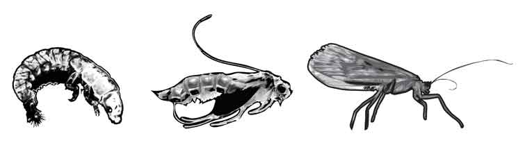 Stonefly LIfecycle - Nymph, Emerger, Adult