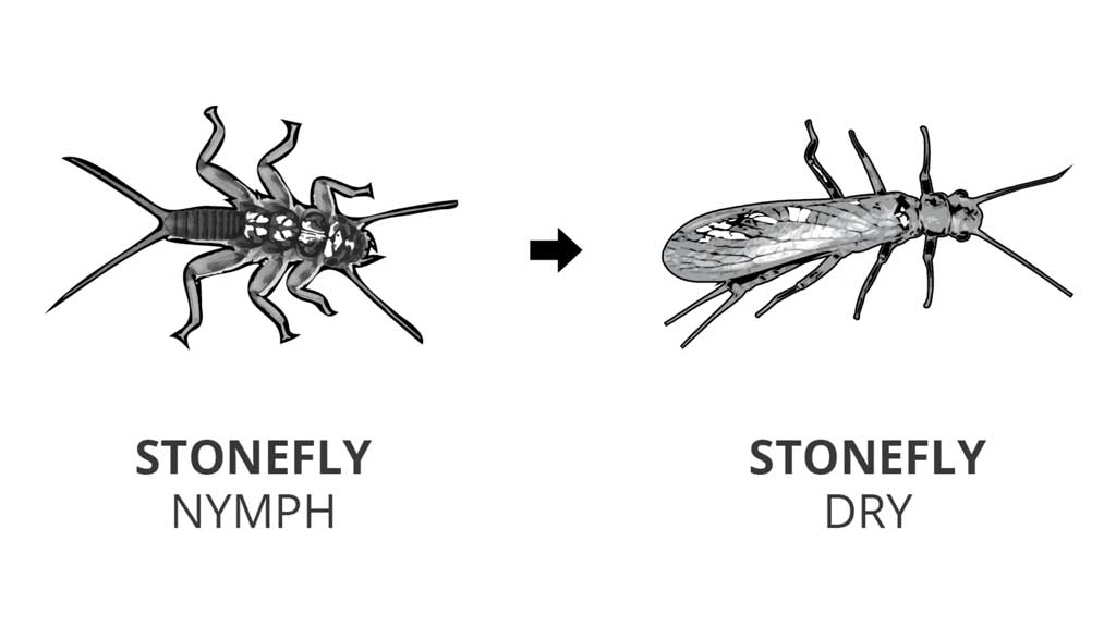 Stonefly