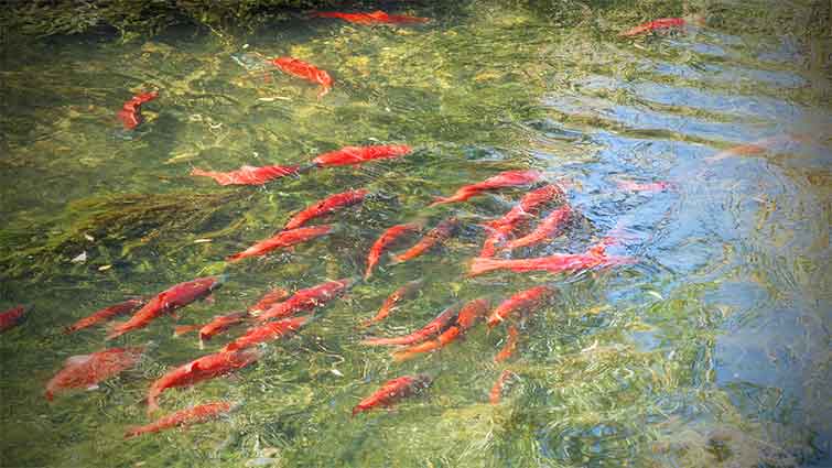 Strawberry River Utah Fly Fishing