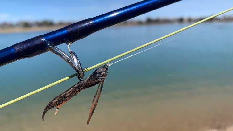 Streamer Jig on Tippet for Fly Fishing for Large Trout