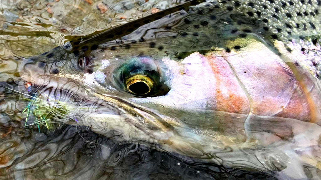 Large Steelhead Trout