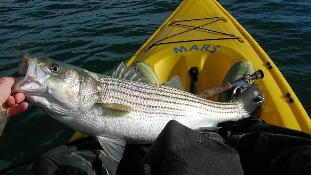 Striper Bass on Fly Rod