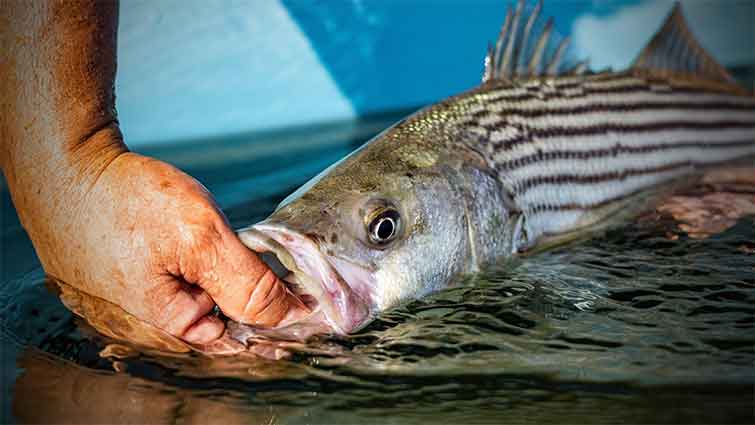 Sugar Reef Rhode Island Fly Fishing