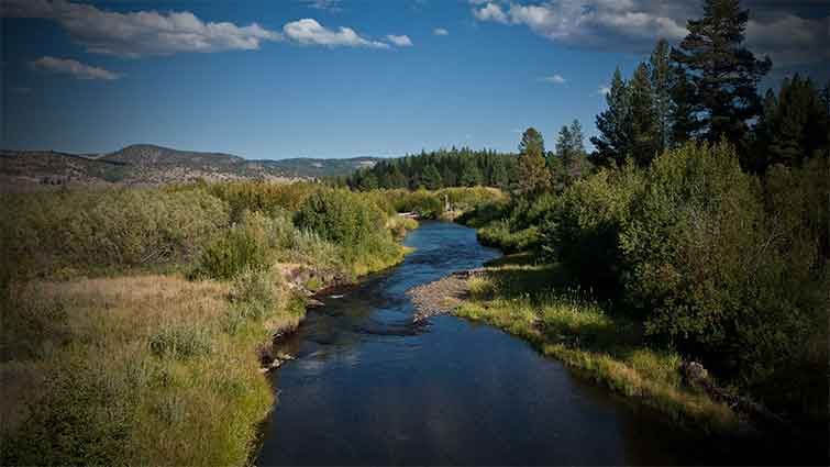 Sycan River Oregon Fly Fishing