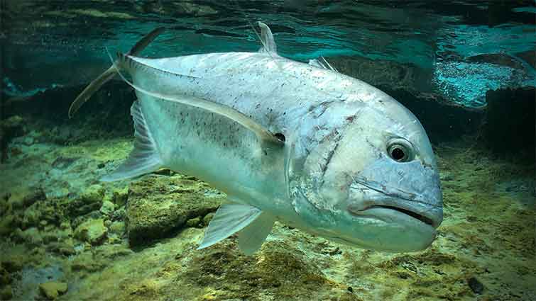 TREVALLIES Fly Fishing in Hawaii