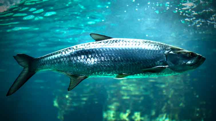 Tarpon in ocean under blue water