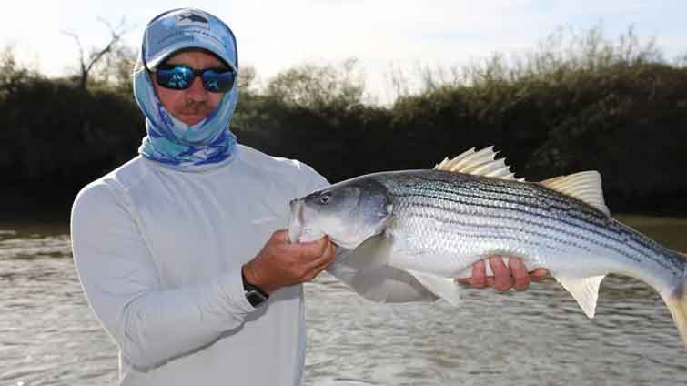 Fly Fishing For Striped Bass: All You Need To Know