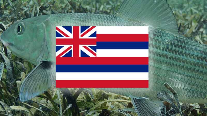 Hawaii Bonefish with Hawaii Flag
