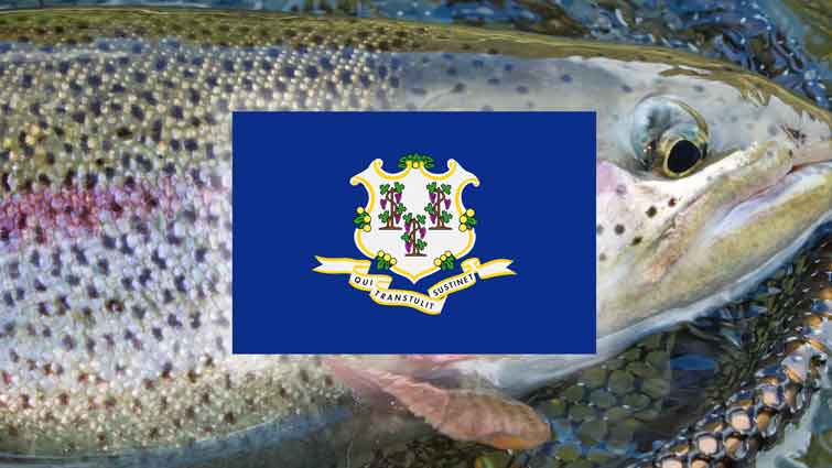 Rainbow Trout with Connecticut State Flag on Top