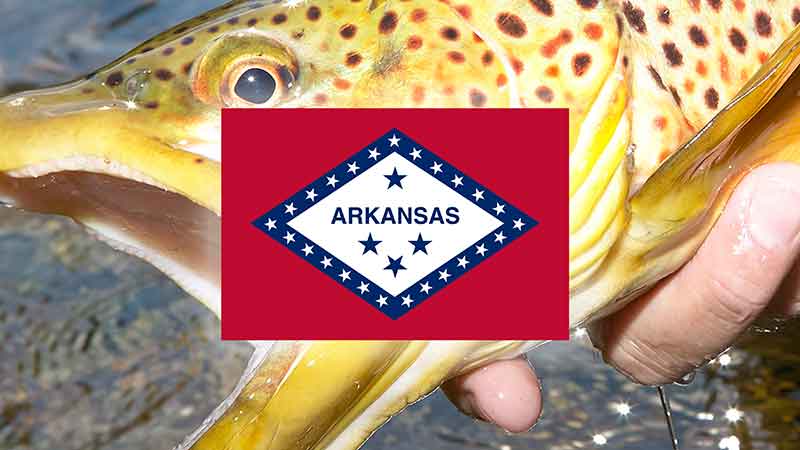Large Brown trout and Arkansas State Flag