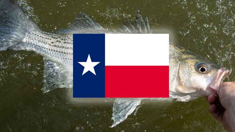 Striper bass with Texas flag over it