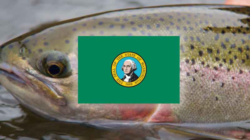 Fly Fishing in Washington State - Large Steelhead and Washington State Flag