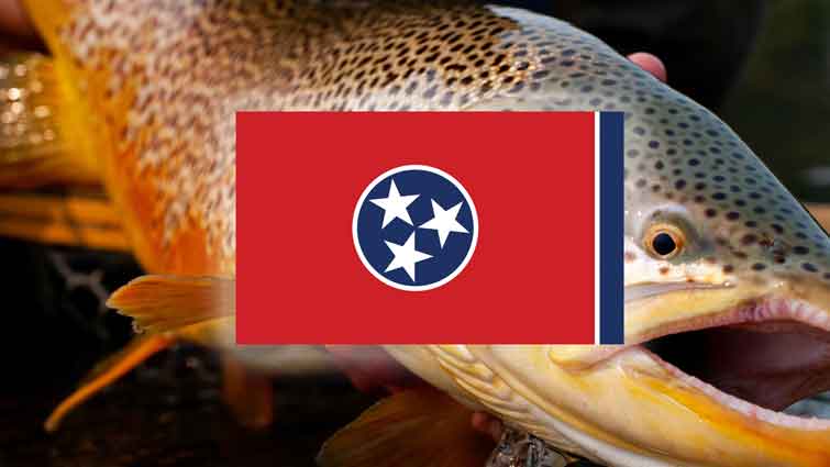 Best Fly Fishing in Tennessee