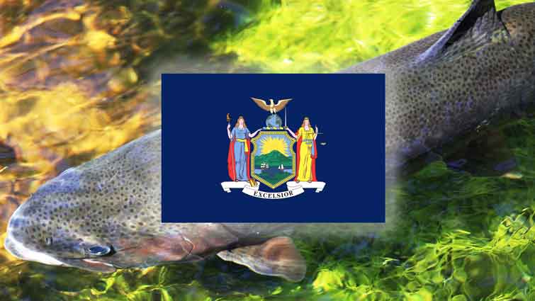 New York State Flag over Rainbow Trout