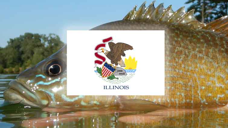 Bluegill Fish caught on fly with Illinois state flag on front