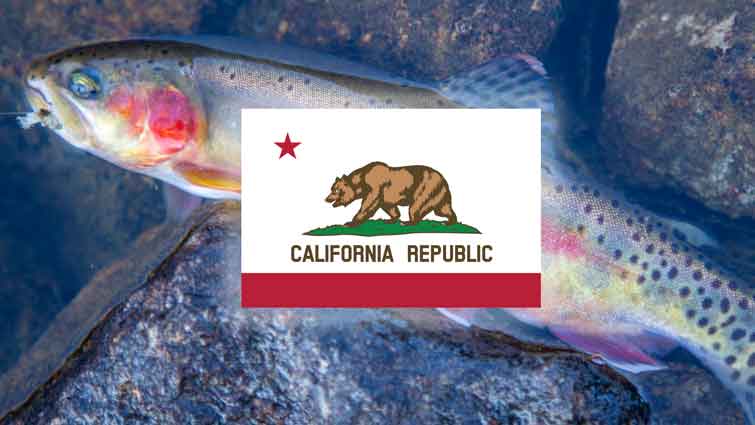 California Golden Trout and California Flag