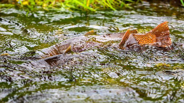 Trout Spawning