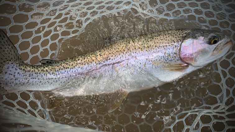 Rainbow trout in net