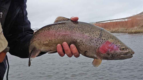 Man holding rainbow trout