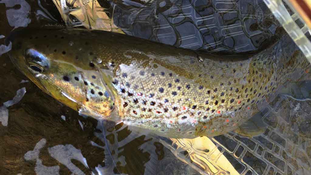 Trout caught in net