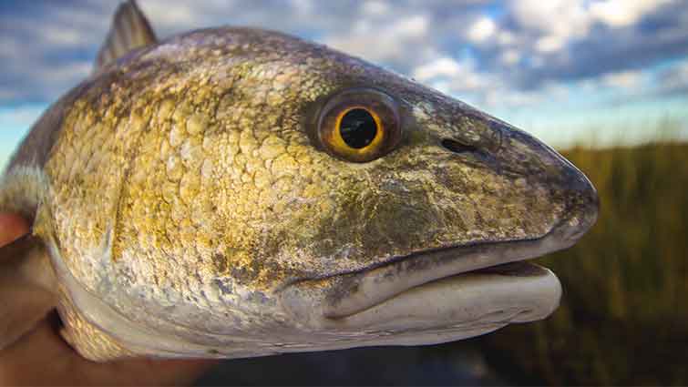 Virginia Red Drum Fly Fishing