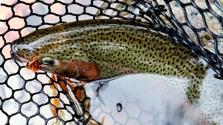 Large trout caught by streamer in fly fishing net