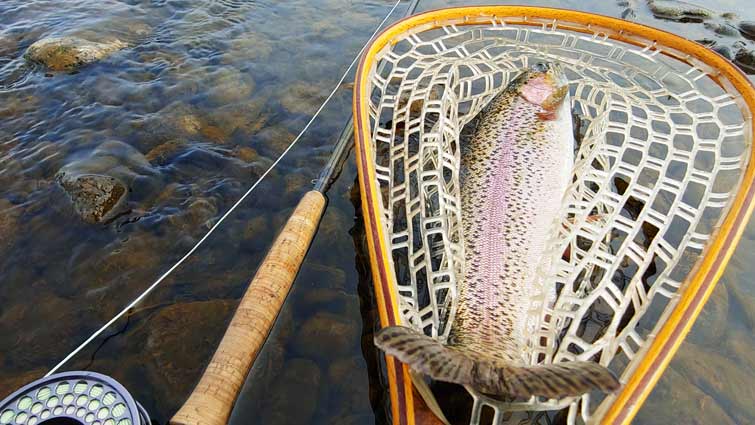 Large rainbow in net next to a fly rod