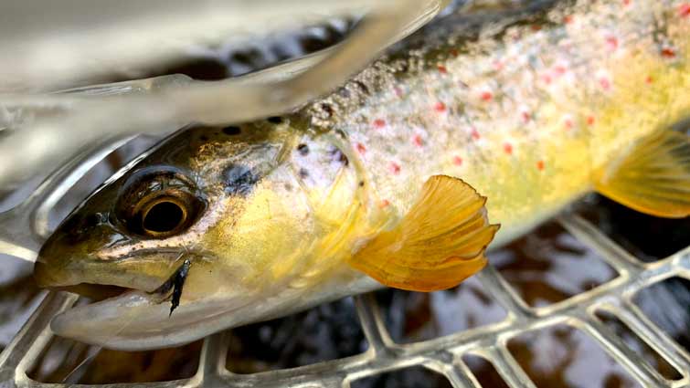 Small Colorado Brooke Trout