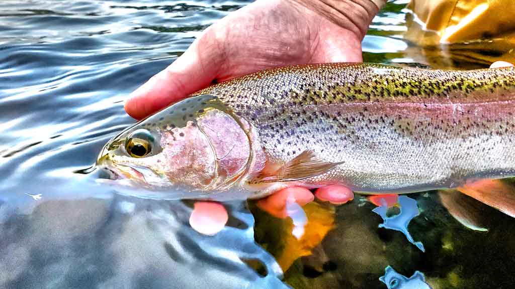 Dry Fly Fishing for Trout - Setup and Techniques 