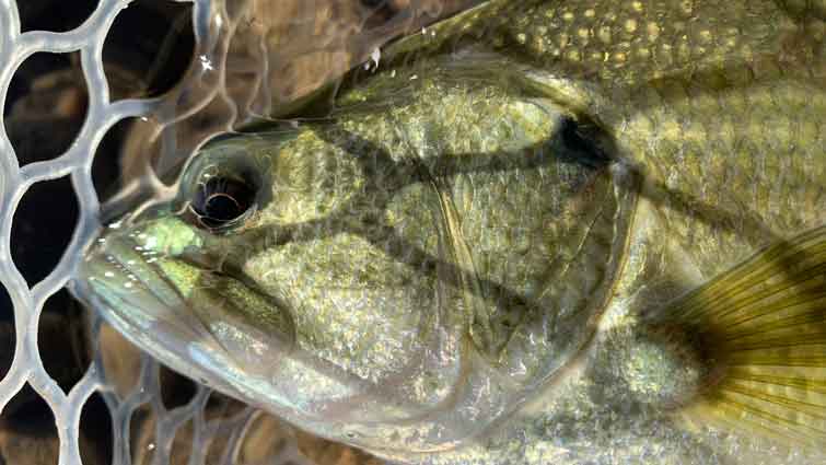 Small Mouth Bass caught in Kansas