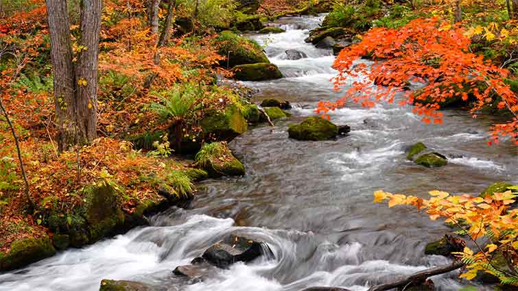 White Mountain Streams New Hampshire Fly Fishing