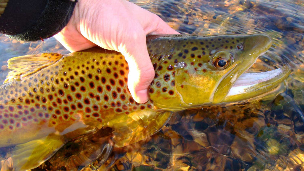 White River Arkansas Brown