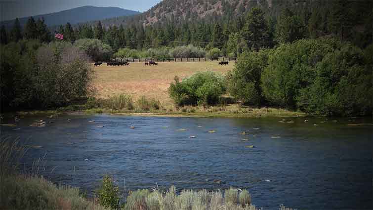 Top 36 Places to Fly Fish in Oregon - And What Flies to Use