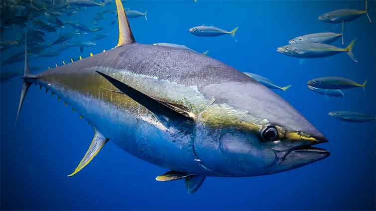 YELLOWFIN TUNA Fly Fishing in Hawaii