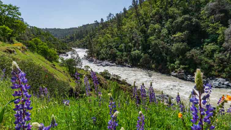 Yuba River Fly Fishing California