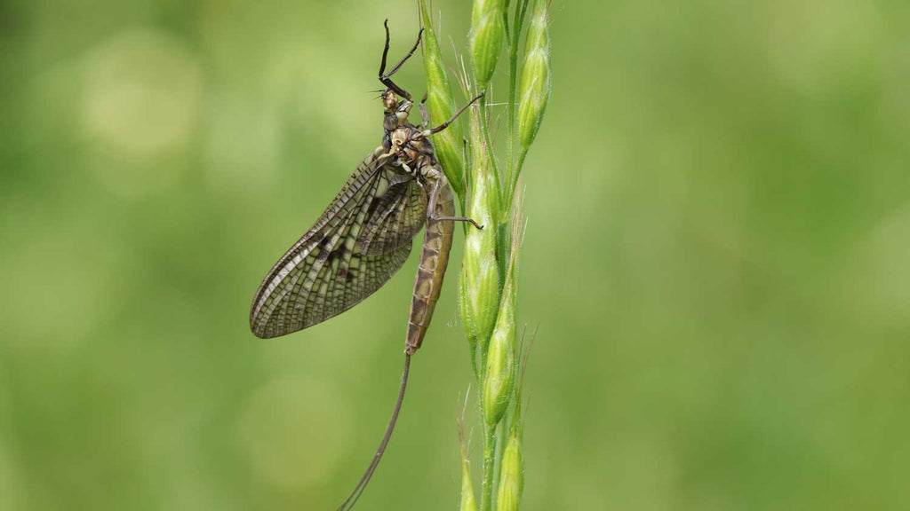 Dry Fly