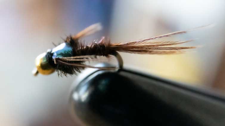 Flashback Pheasent Tail Fly Fishing Fly on vice