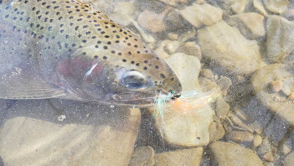 Bright Streamer in Trouts Mouth