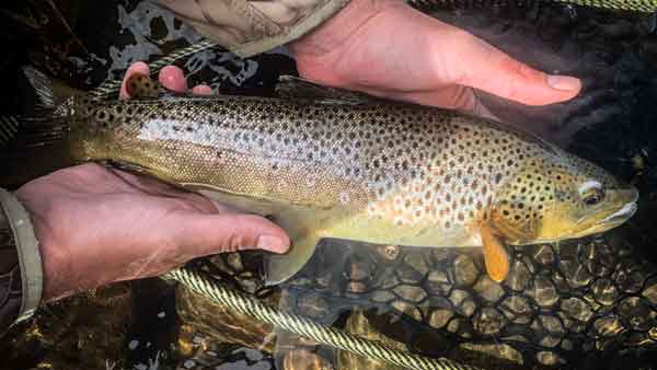 Trout in net fly fishing