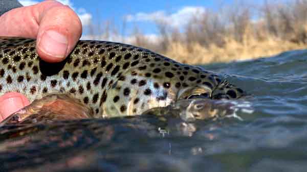 Brown trout photo