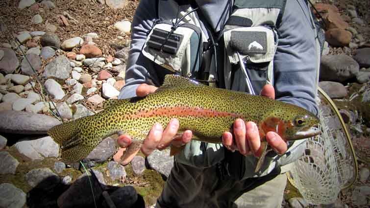 3 Types Of Fly Fishing Zingers - Benefits And How To Use Them