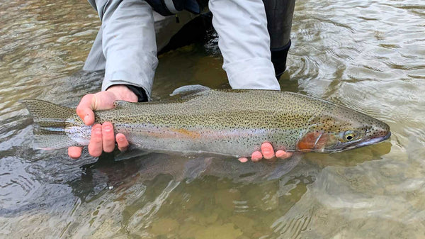 Large Trout in Dirty Water
