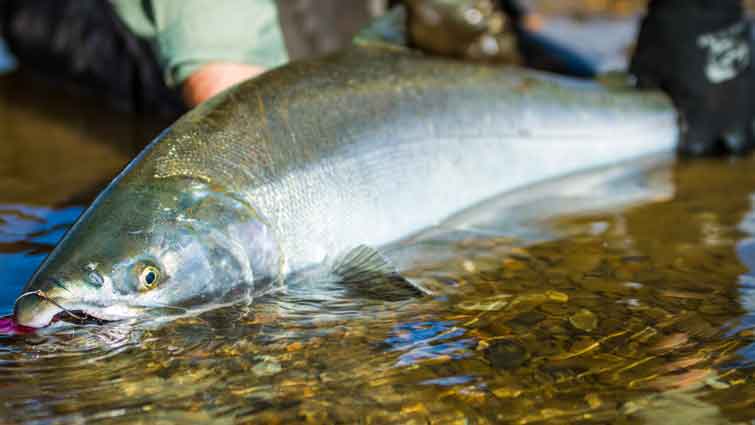King Salmon Alaska Fly Fishing